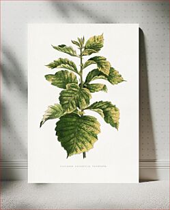 Πίνακας, Common Hawnthorn leaf illustration