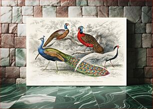 Πίνακας, Common Peacock, Ringed Pheasant, Horned Pheasant, and Silver Pheasant. A History of the Earth and Animated Nature (1820) by Oliver Goldsmith (1730-1774)