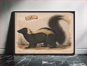 Πίνακας, Common skunk - Mephitis mephitica / E.K