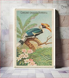 Πίνακας, Concave-Casqued Hornbill, from the Birds of the Tropics series (N5) for Allen & Ginter Cigarettes Brands