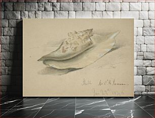 Πίνακας, Conch Shell by John O Brien Inman