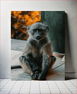 Πίνακας, Contemplative Baboon Στοχαστικός Μπαμπουίνος