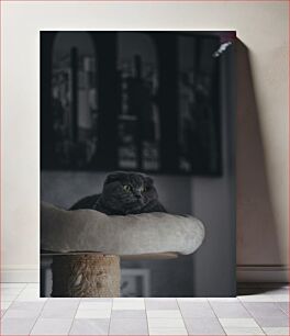 Πίνακας, Contemplative Cat in Monochrome Στοχαστική Γάτα σε Μονόχρωμη
