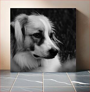 Πίνακας, Contemplative Dog in Black and White Στοχαστικός σκύλος σε ασπρόμαυρο