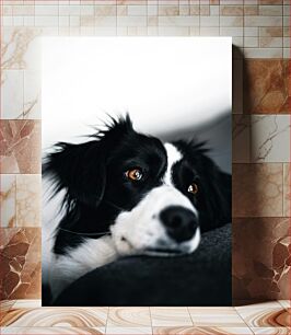 Πίνακας, Contemplative Dog Στοχαστικός σκύλος