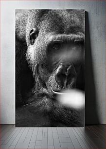 Πίνακας, Contemplative Gorilla in Black and White Στοχαστικός γορίλας σε ασπρόμαυρο