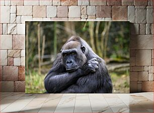 Πίνακας, Contemplative Gorilla in the Wild Στοχαστικός γορίλας στην άγρια ​​φύση