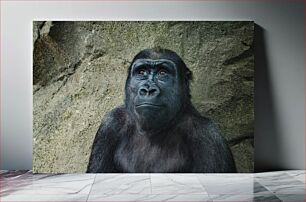 Πίνακας, Contemplative Gorilla Στοχαστικός Γορίλας