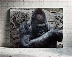 Πίνακας, Contemplative Gorilla Στοχαστικός Γορίλας