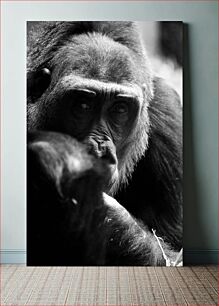Πίνακας, Contemplative Gorilla Portrait Στοχαστικό Πορτρέτο Γορίλα