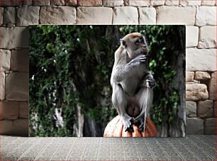 Πίνακας, Contemplative Monkey Στοχαστικός Πίθηκος