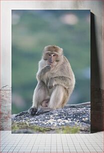 Πίνακας, Contemplative Monkey on a Rock Στοχαστικός πίθηκος σε βράχο
