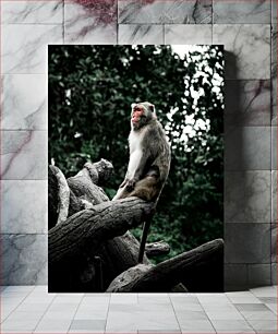 Πίνακας, Contemplative Monkey on a Tree Στοχαστικός πίθηκος σε ένα δέντρο