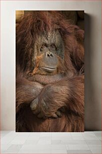 Πίνακας, Contemplative Orangutan Στοχαστικός Ουρακοτάγκος