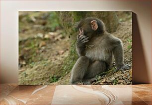 Πίνακας, Contemplative Young Monkey in the Woodland Στοχαστικός νεαρός πίθηκος στο δάσος