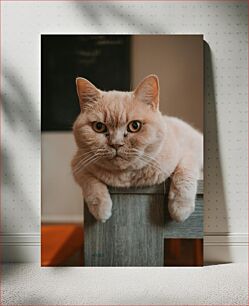 Πίνακας, Content Cat on a Table Περιεχόμενο Γάτα σε τραπέζι