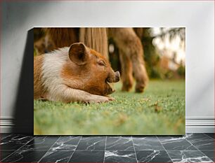 Πίνακας, Content Pig in Grass Περιεχόμενο Γουρούνι στο γρασίδι