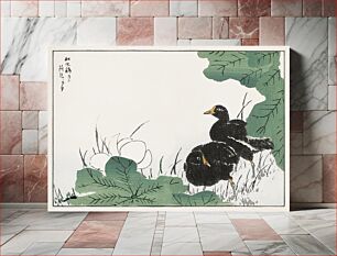 Πίνακας, Coot and Lotus illustration. Pictorial Monograph of Birds (1885) by Numata Kashu (1838-1901)