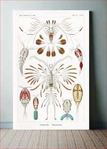 Πίνακας, Copepoda–Ruderkrebse from Kunstformen der Natur (1904) by Ernst Haeckel