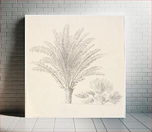 Πίνακας, Copy after Eckersberg's drawing: Feather palm and dwarf palm by Martinus Rørbye