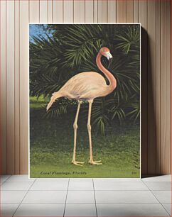 Πίνακας, Coral flamingo, Florida