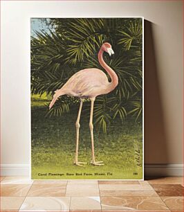 Πίνακας, Coral flamingo, rare bird farm, Miami, Florida
