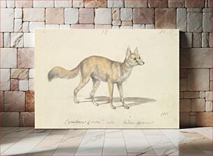 Πίνακας, Corsac Dog-Fox by Charles Hamilton Smith