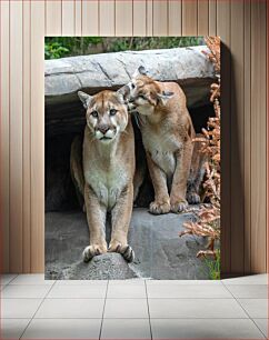 Πίνακας, Cougars in Their Habitat Cougars στο βιότοπό τους