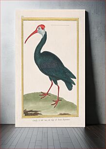 Πίνακας, Courly à tête nu, du Cap de bonne Esperance (Bald Ibis from the Cape of Good Hope)