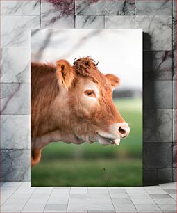 Πίνακας, Cow in the Field Αγελάδα στο χωράφι