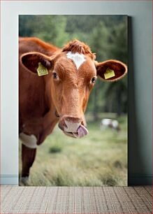 Πίνακας, Cow Licking Its Nose Αγελάδα που γλείφει τη μύτη της