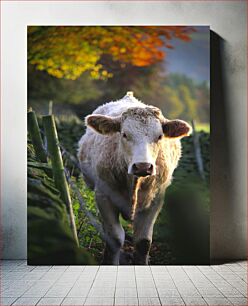 Πίνακας, Cow on a Farm Pathway Αγελάδα σε μονοπάτι φάρμας