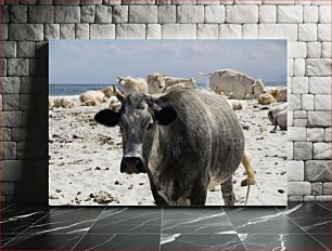 Πίνακας, Cows at the Beach Αγελάδες στην παραλία