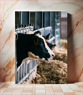 Πίνακας, Cows in a Barn Αγελάδες σε αχυρώνα