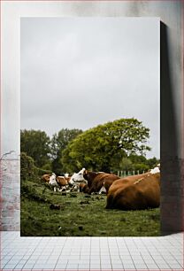 Πίνακας, Cows Resting in a Field Αγελάδες που ξεκουράζονται σε ένα χωράφι