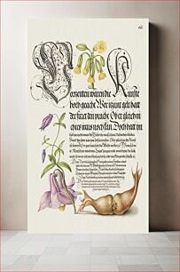 Πίνακας, Cowslip, European Columbine, and Giant Filbert from Mira Calligraphiae Monumenta or The Model Book of Calligraphy (1561–1596) by Georg Bocskay and Joris Hoefnagel