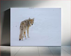 Πίνακας, Coyote in Snow Κογιότ στο χιόνι