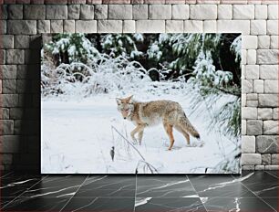 Πίνακας, Coyote in Snowy Forest Κογιότ στο Χιονισμένο Δάσος