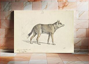 Πίνακας, Coyote of Mexico by Charles Hamilton Smith