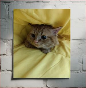 Πίνακας, Cozy Cat in Yellow Blanket Άνετη γάτα με κίτρινη κουβέρτα