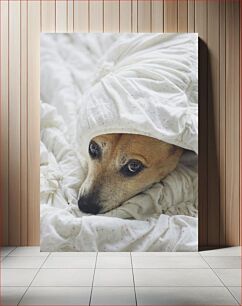 Πίνακας, Cozy Dog in Blanket Cozy Dog in Blanket