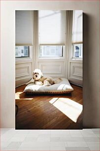 Πίνακας, Cozy Dog in Sunlit Room Άνετο σκυλί σε ηλιόλουστο δωμάτιο