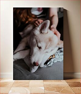 Πίνακας, Cozy Dog Resting Άνετο σκυλί που ξεκουράζεται