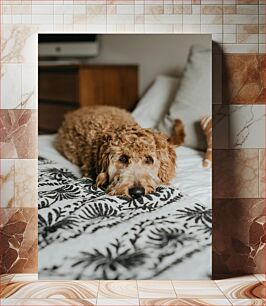 Πίνακας, Cozy Dog Resting on Bed Άνετο σκυλί που ξεκουράζεται στο κρεβάτι