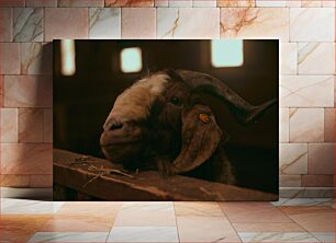 Πίνακας, Cozy Goat in a Barn Άνετη κατσίκα σε αχυρώνα