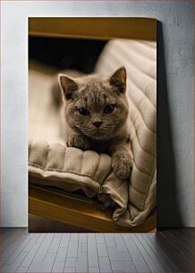 Πίνακας, Cozy Grey Kitten Cozy Grey Kitten