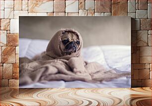 Πίνακας, Cozy Pug in Blanket Cozy Pug in Blanket