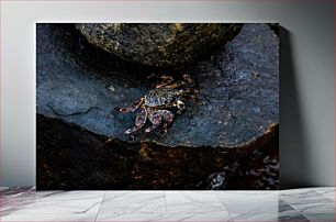 Πίνακας, Crab on Rock Καβούρι στο βράχο