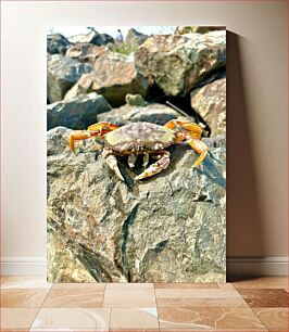 Πίνακας, Crab on Rocks Καβούρι σε βράχους