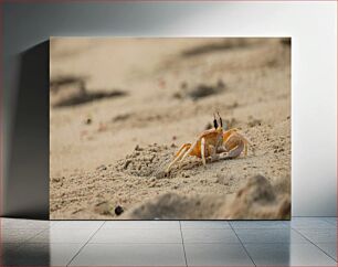 Πίνακας, Crab on Sandy Beach Καβούρι στην αμμώδη παραλία